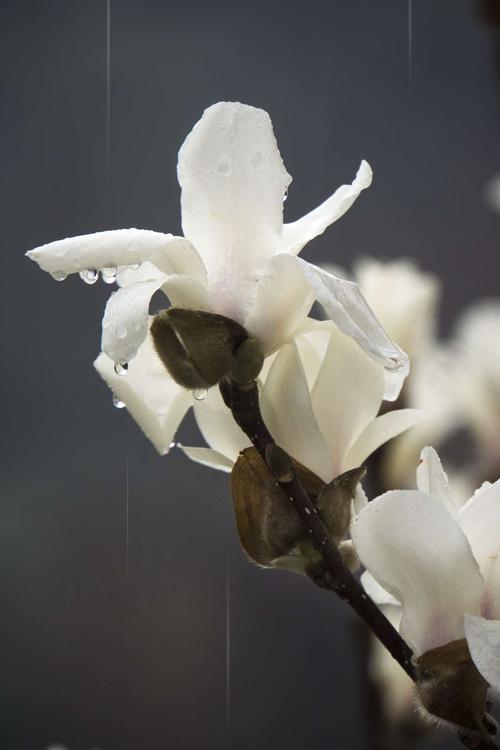 雨中白色剑兰（雨中白玉兰花图片）-图1