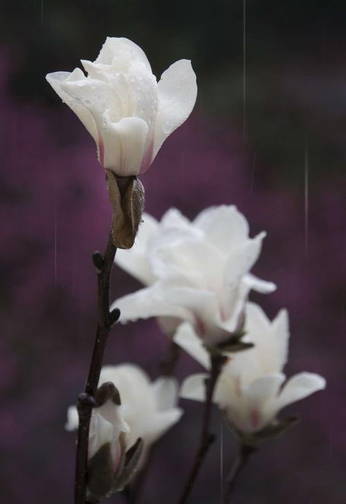 雨中白色剑兰（雨中白玉兰花图片）-图3
