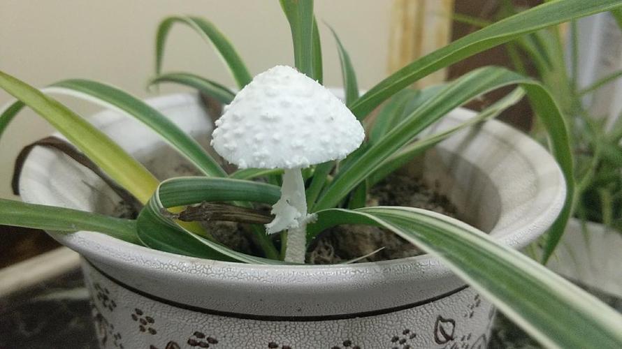 花盆长出白色（花盆长出白色蘑菇是什么）-图3