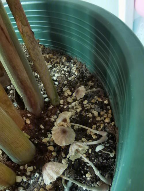 花盆长白色蘑菇（花盆长白色蘑菇要去掉吗）-图1