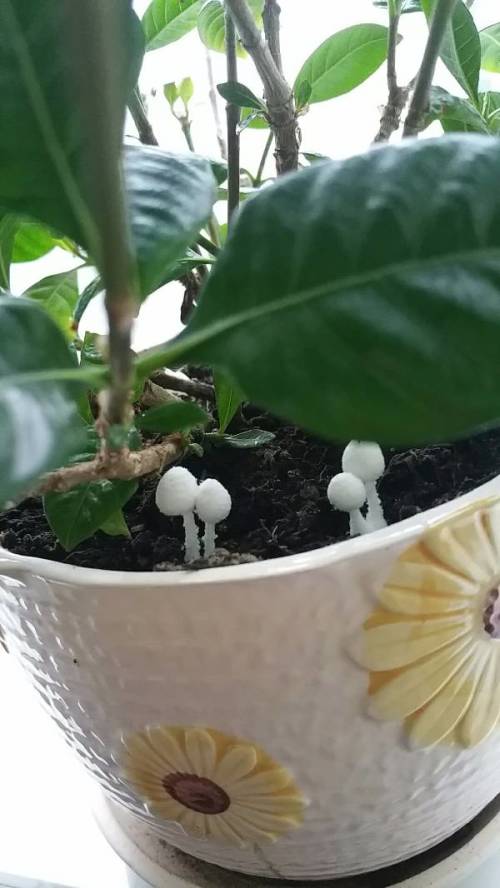 花盆长白色蘑菇（花盆长白色蘑菇要去掉吗）-图3