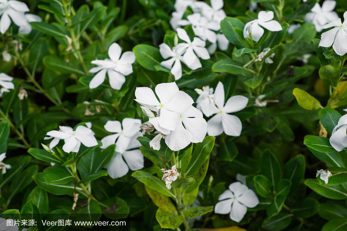 花色为白色的植物（白色的花的植物）-图1