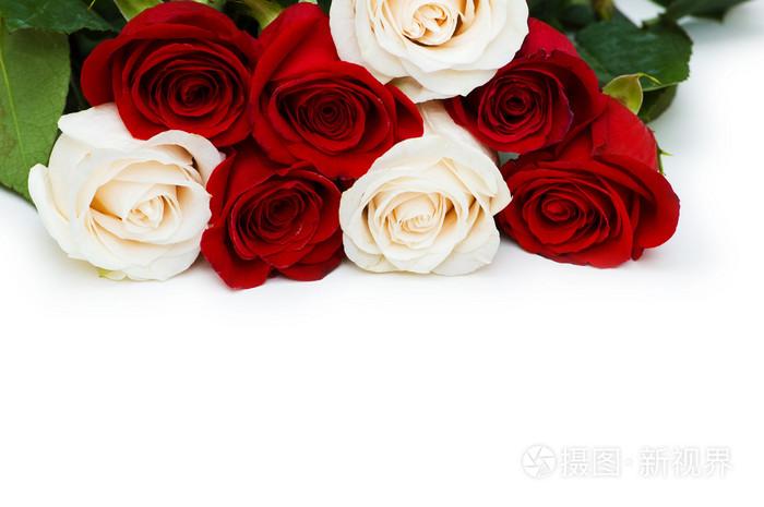 白色玫瑰好种么（白色玫瑰好种么还是红色）-图3