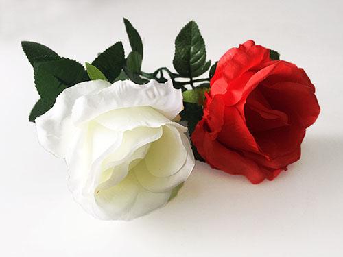 白色玫瑰好种么（白色玫瑰好种么还是红色）-图1
