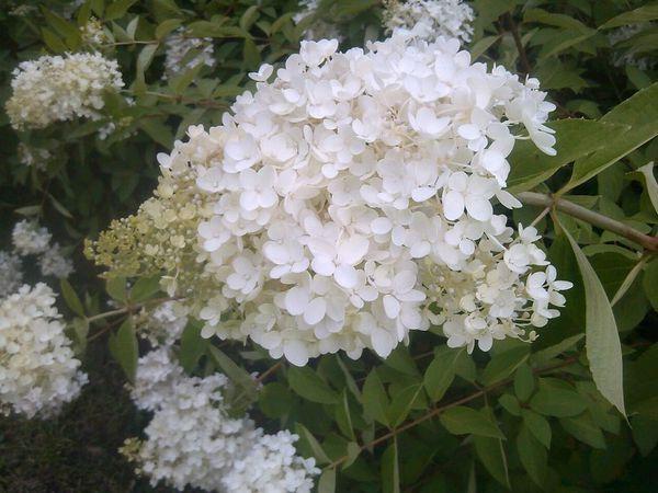 四片白色花瓣灌木（四片花瓣的白色花）-图3