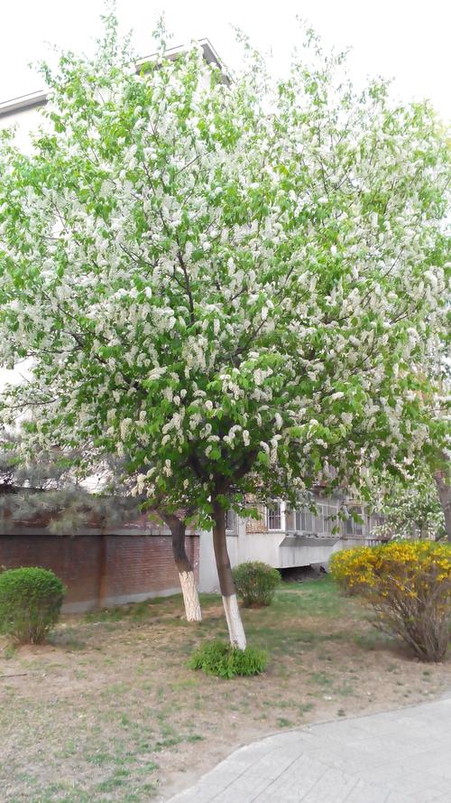 花为白色树种（什么树花是白色的小花）-图3