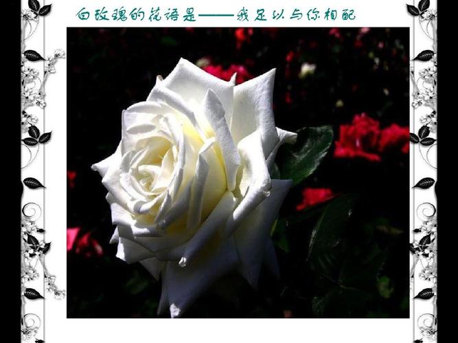白色玫瑰成语（形容白色玫瑰的词语）-图2