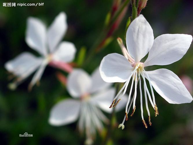 春季开白色花的植物（春季开白色花的植物叫什么）-图1
