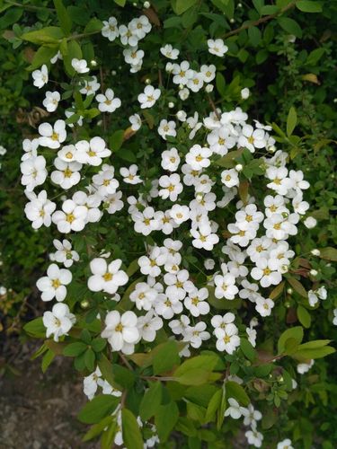 春季开白色花的植物（春季开白色花的植物叫什么）-图2