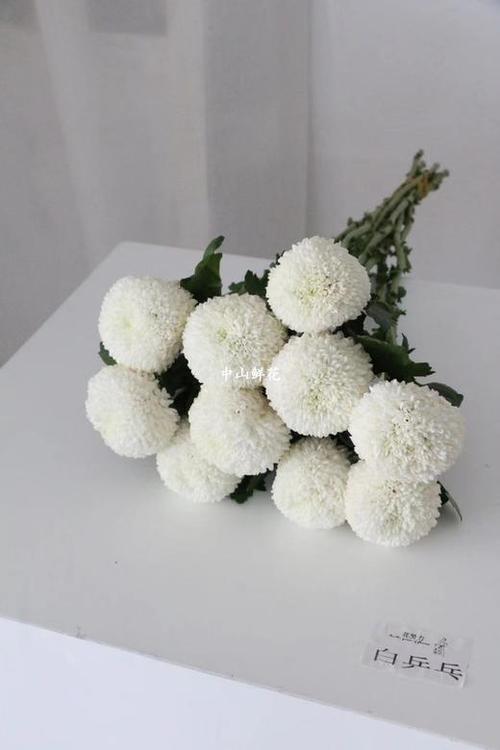 白色乒乓球菊（乒乓菊白色不能放家里吗）-图2