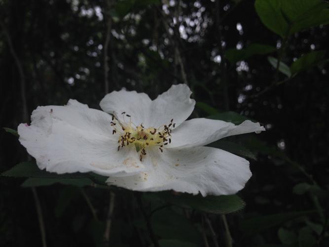 白色花有刺的植物（白色花有刺的植物是什么）-图2