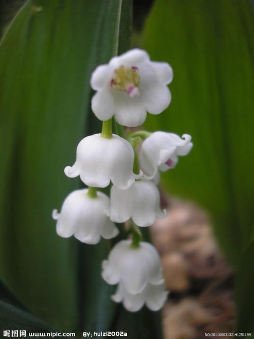 白色类似铃兰的花（长得像铃兰的植物）-图1