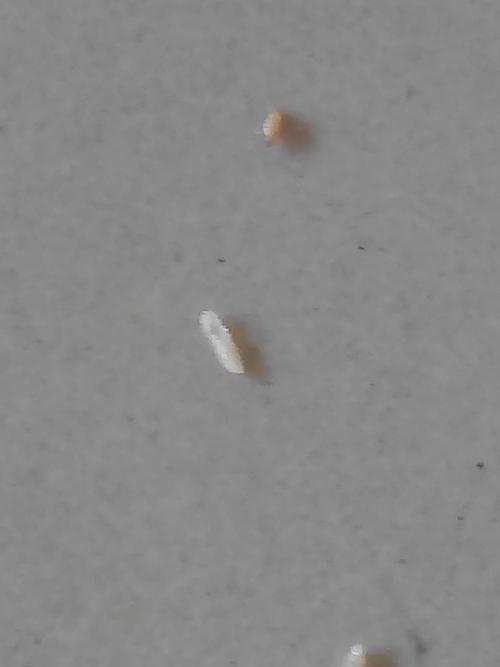 白色虫子很小（白色虫子很小 像灰尘一样）-图2