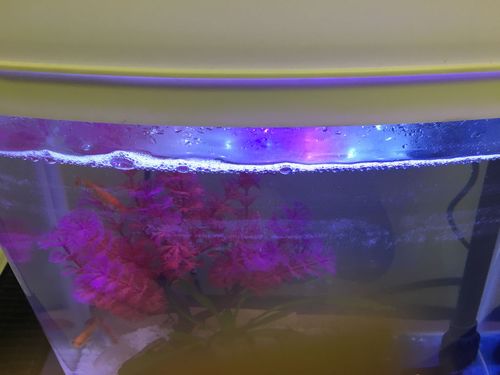 鱼缸水面有白色膜（鱼缸水上面有一层白膜是怎么办）-图3