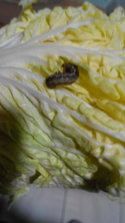白色菜虫子（白菜里的白虫子）-图2