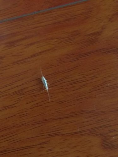 木地板白色长虫子（木地板有小白虫）-图2