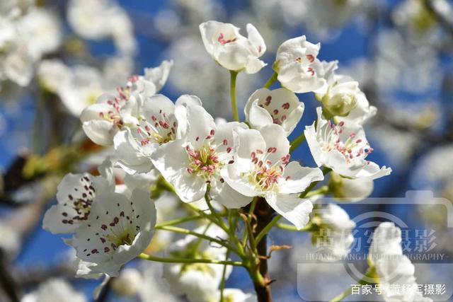 白色的梨花花语（白色梨花开满枝头,多么美丽的一片梨树林梨花的含义）-图1