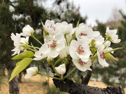 白色的梨花花语（白色梨花开满枝头,多么美丽的一片梨树林梨花的含义）-图2