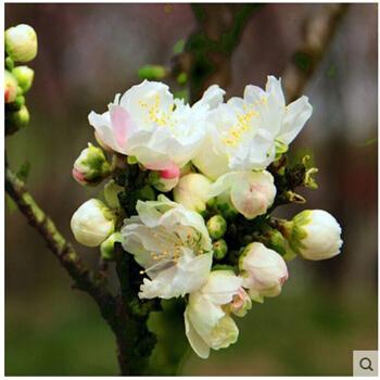 日本海棠白色香味（日本海棠白色香味是什么）-图3