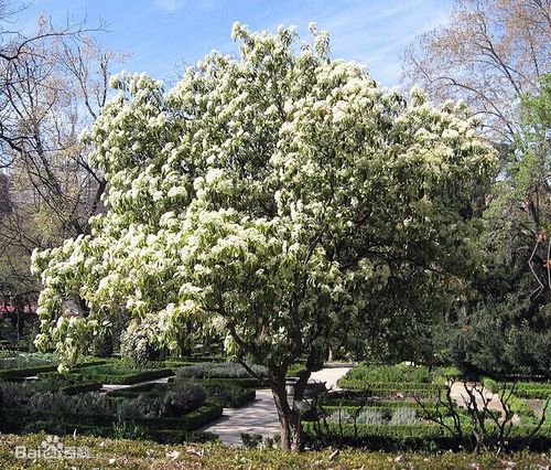 白色花青树（白色冬青花树）-图2