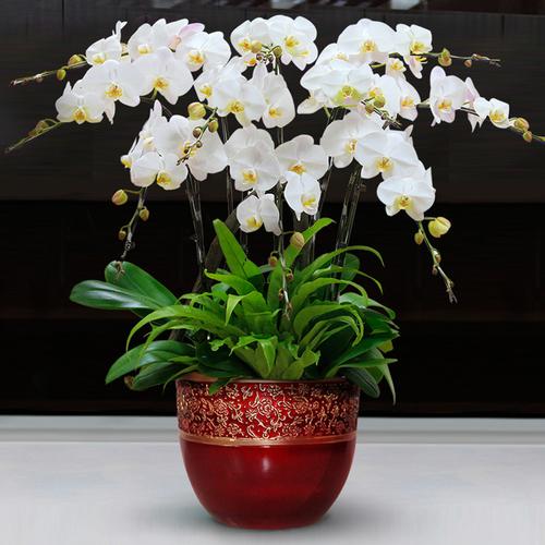 适合盆栽的白色花卉（适合盆栽的白色花卉图片）-图3