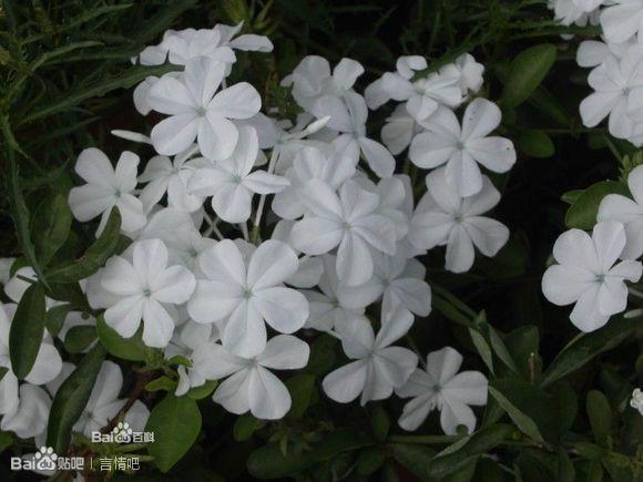白色草本花卉有哪些（白色草本花卉有哪些品种）-图3