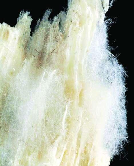 空气白色菌丝（白色菌丝的真菌）-图2