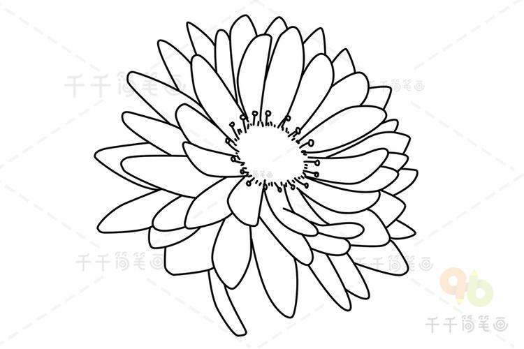 白色翠菊花花语（白色翠菊的简笔画）-图1