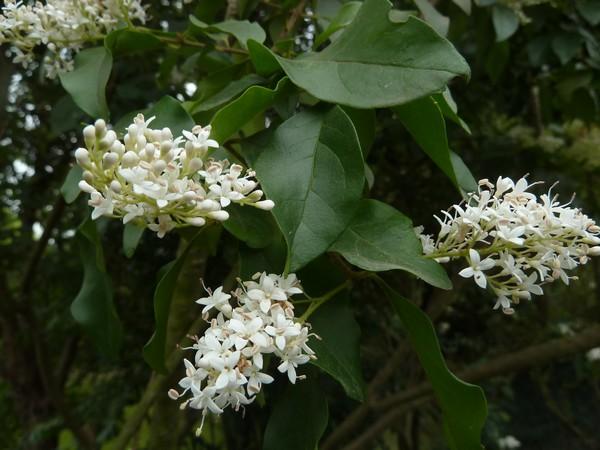 白色木本臭花（白色发臭的花）-图1