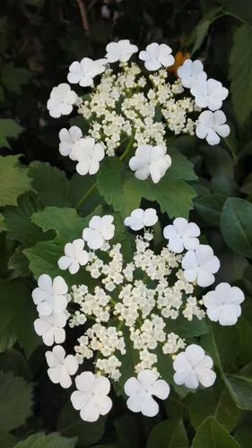 白色木本臭花（白色发臭的花）-图3