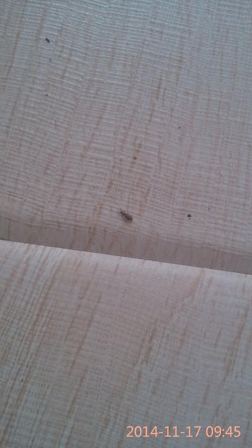 潮湿的木材白色虫子（潮湿的木材白色虫子叫什么）-图3