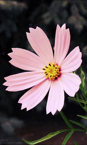 白色波斯菊紫（白波斯菊图片）-图2