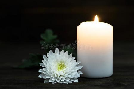 白色蜡烛花代表什么（白色蜡烛寓意）-图2