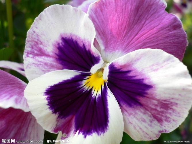 紫白色的绿化花（白紫色的花是什么品种）-图1