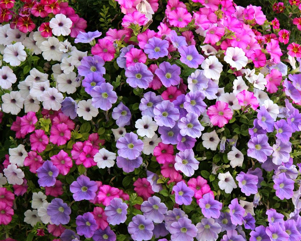 紫白色的绿化花（白紫色的花是什么品种）-图2