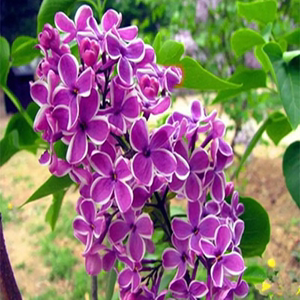 紫白色的绿化花（白紫色的花是什么品种）-图3