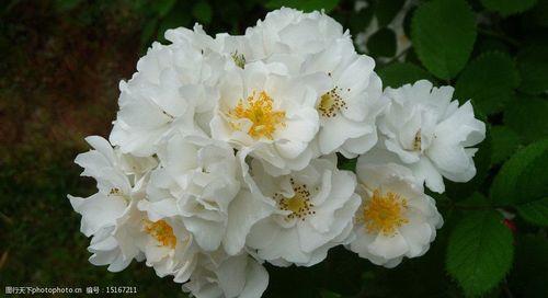 白色蔷薇怎么变形（白色蔷薇什么时候开花）-图1