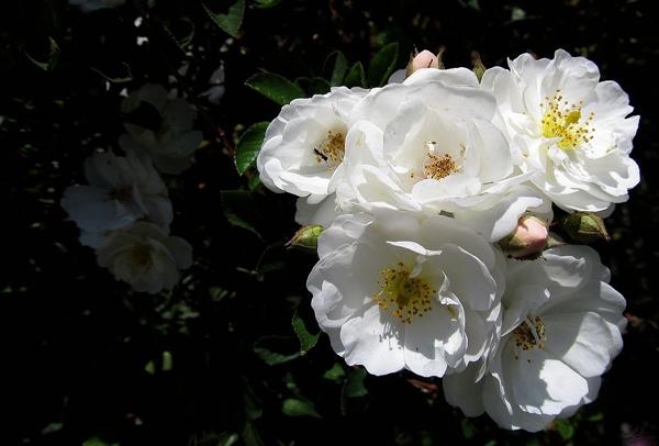白色蔷薇怎么变形（白色蔷薇什么时候开花）-图2