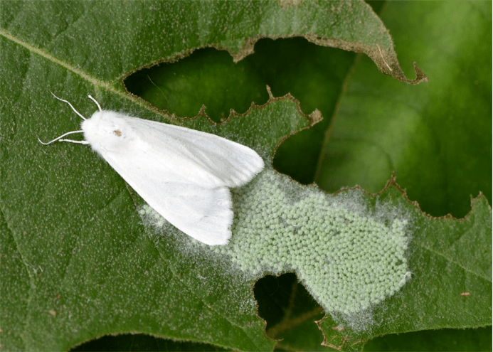 植物白色（植物白色的虫子是什么虫子图片）-图1