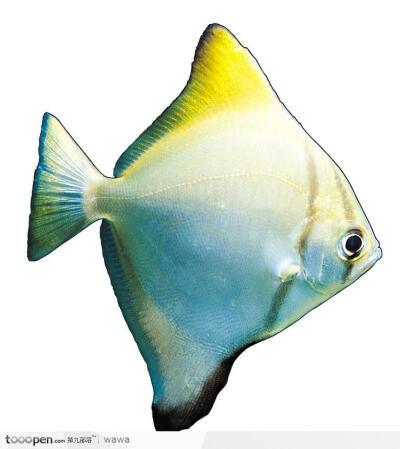 热带白色鱼（白色热带鱼是什么鱼）-图2