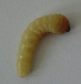白色木虫（白色蛀木虫）-图1