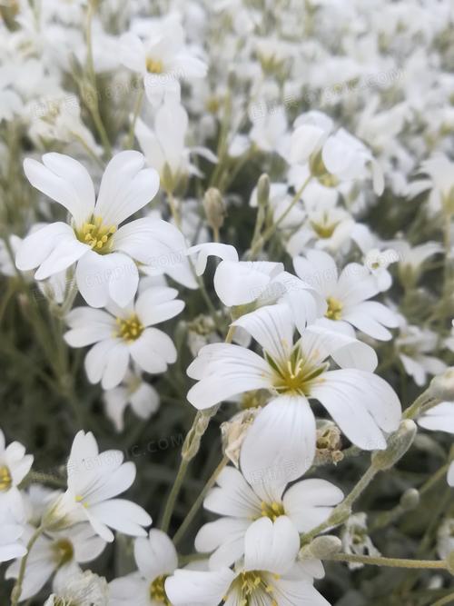 常见白色的小花（常见白色的小花是什么）-图1