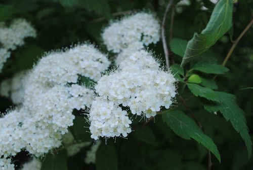 常见白色的小花（常见白色的小花是什么）-图2