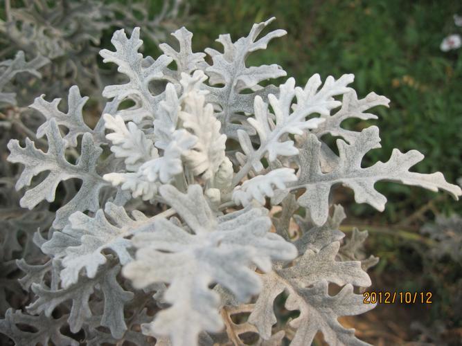 白色植物名（白色植物名称）-图3