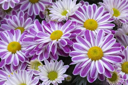 紫色白色相间（紫色白色相间的菊花）-图3