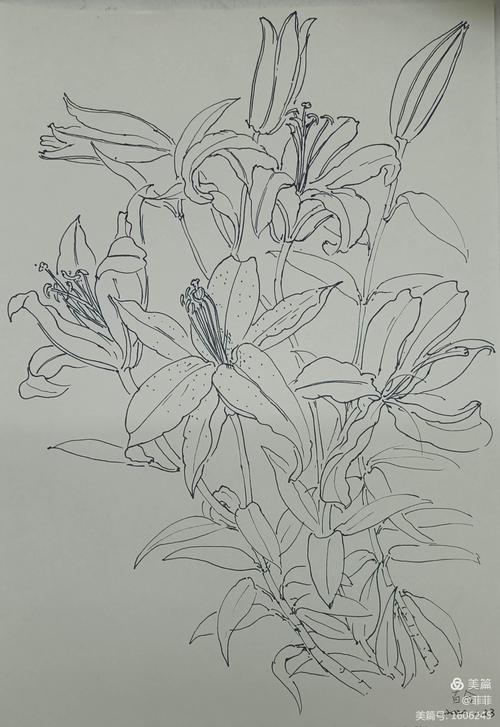 黑白色的植物（黑白色植物写生 带有人物）-图2