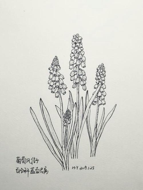 黑白色的植物（黑白色植物写生 带有人物）-图1