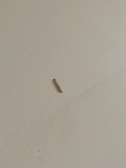 墙上白色的硬壳虫（墙上白色的硬壳虫是什么）-图2