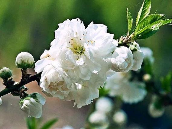 白色桃花是什么桃子（白色桃花是什么桃子品种）-图2